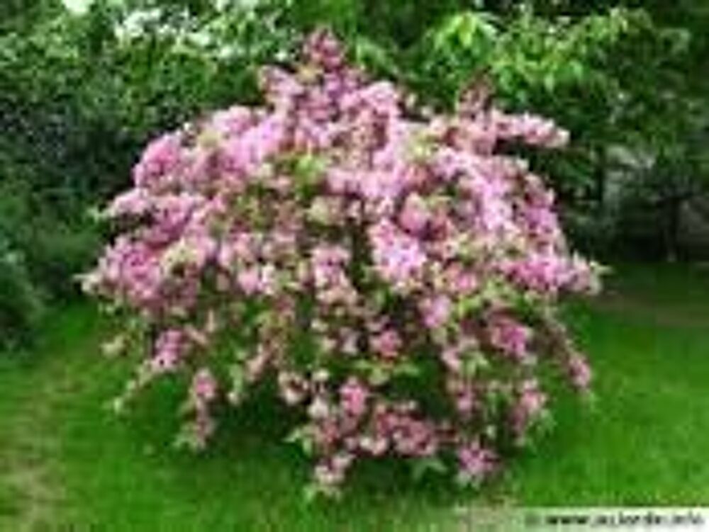 2 plants de weigelia rose Jardin