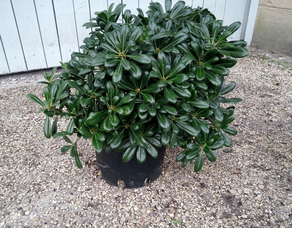 Arbuste nain Pittosporum 'Tobira Nana' en container. Jardin