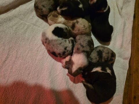 Berger australien  950 77750 Saint-cyr-sur-morin