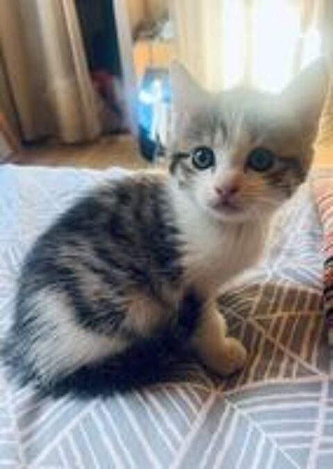   ADORABLES CHATONS 