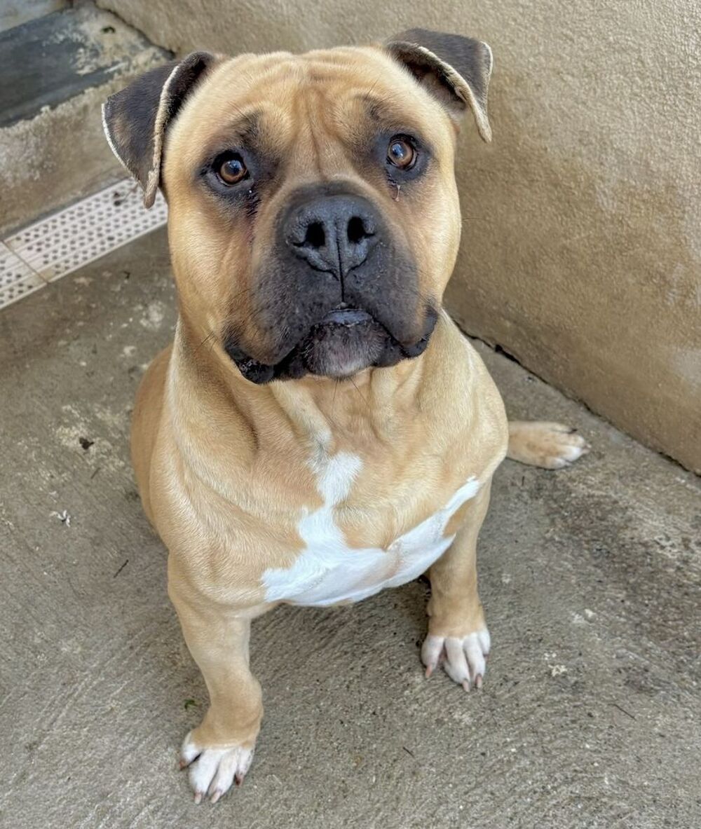   BOBINO, staff lof, 7 ans SAUVETAGE 