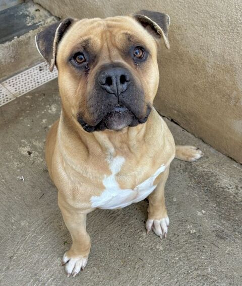 BOBINO, staff lof, 7 ans SAUVETAGE 0 34500 Béziers