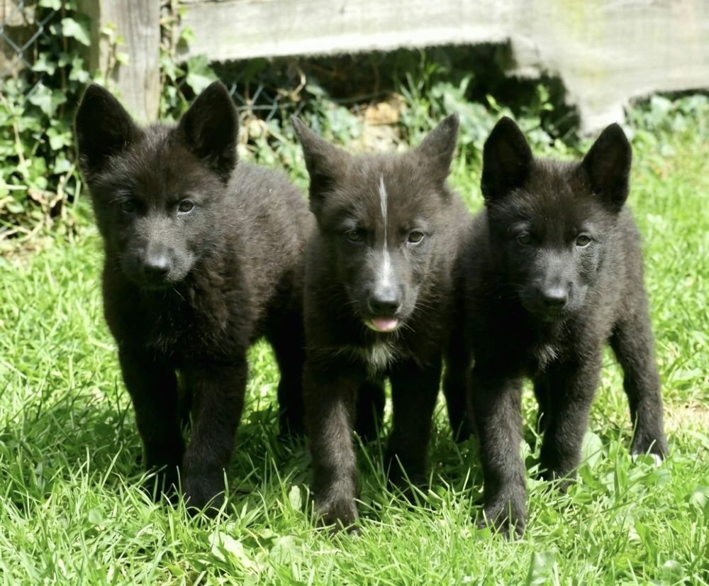   Chiots Chien loup  