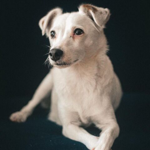 Handy, adorable jack à l'adoption 70 35131 Chartres-de-bretagne