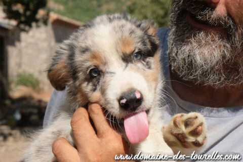 Magnifique chiot m&acirc;le BORDER COLLIE non LOF 650 34700 Lauroux