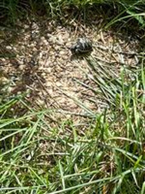   BB tortue  