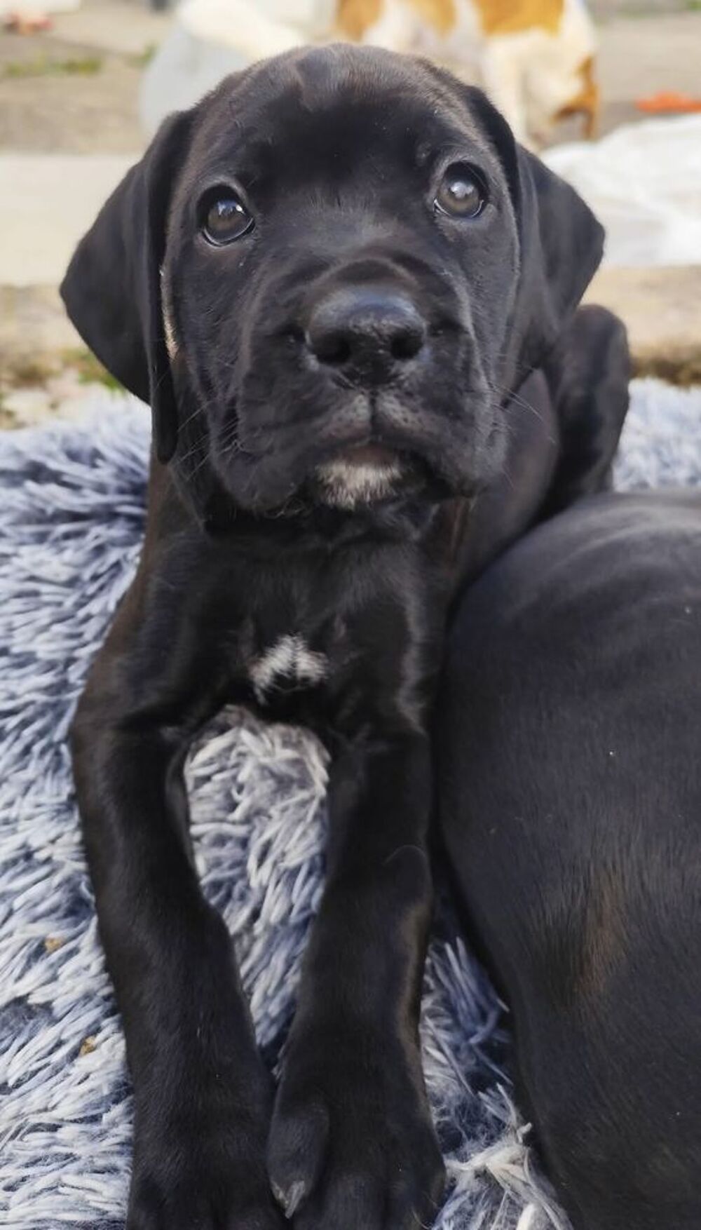   Bianka, adorable chiot croisée Boxer  
