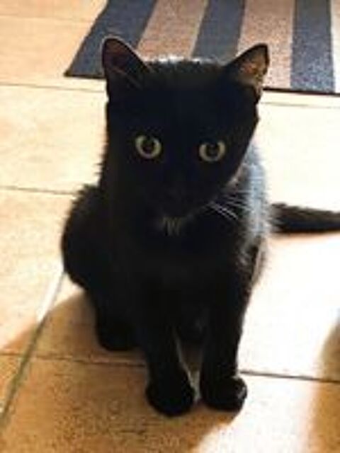   Ava jeune chatte noire 10 mois calme gentille a adopter 