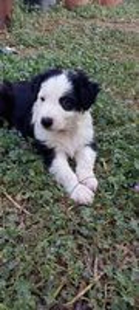   Chiot  