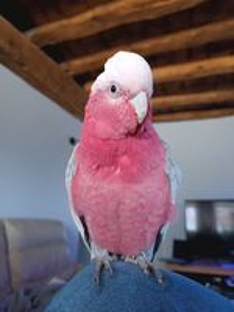    perroquet cacatoès rosalbin mâle 2ans
