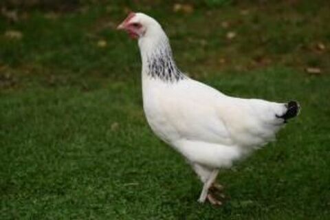 Poules pondeuses 19 47400 Tonneins