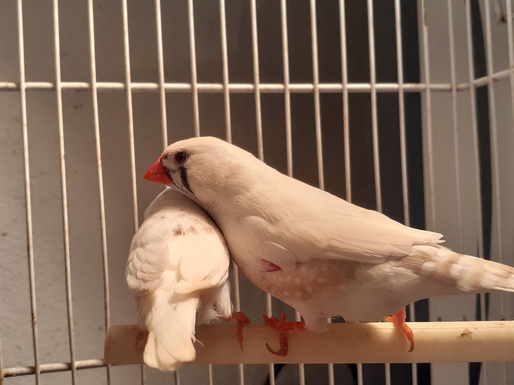   Oiseaux mandarin 