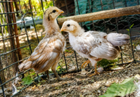   Poussins Phoenix  