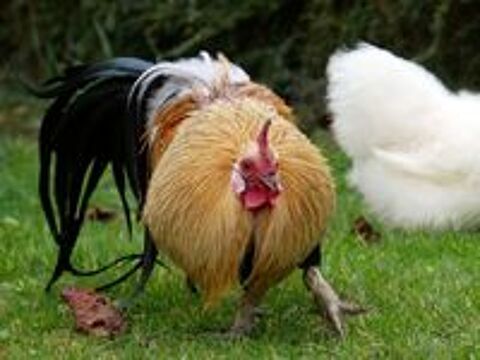   COLORADO, beau coq Phoenix Dor� � l'adoption 