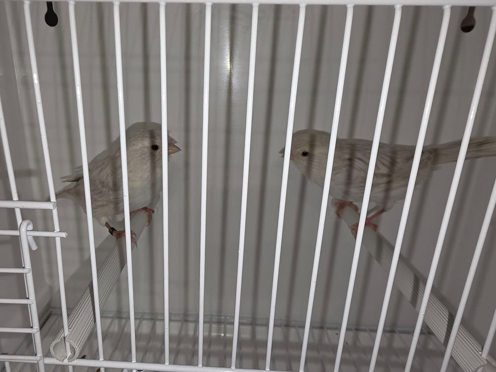   Couples de Canaris 