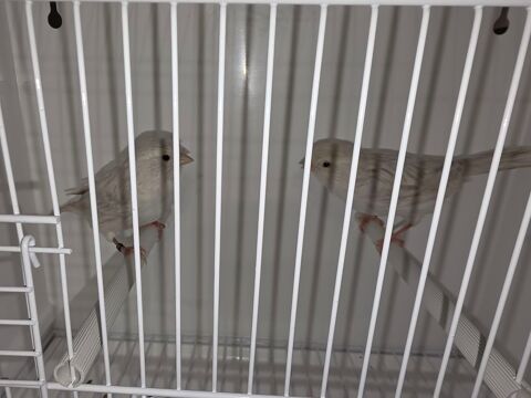 Couples de Canaris 50 31270 Villeneuve-tolosane