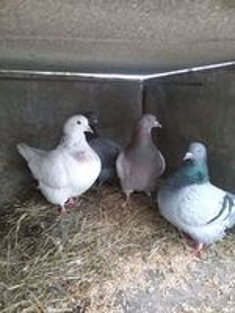   pigeon texan autosexable 