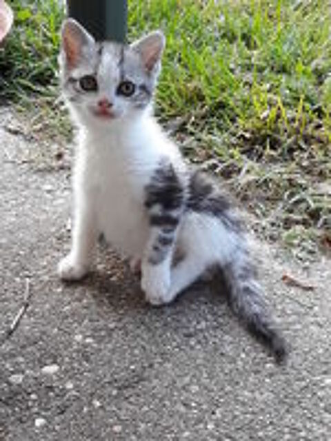   Chatons cherchent  une bonne   famille. 