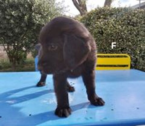   A réserver chiots flat coated retriever lof  