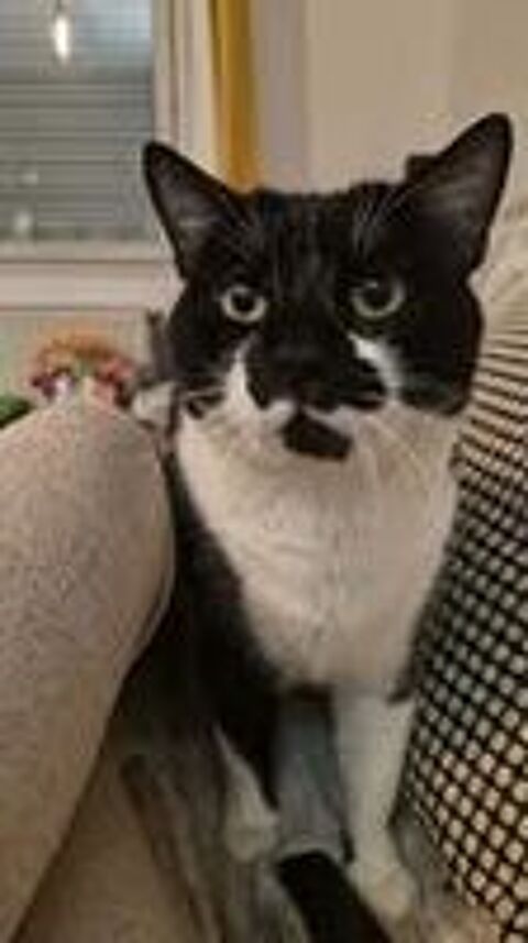   Chat SIMBA � l adoption 