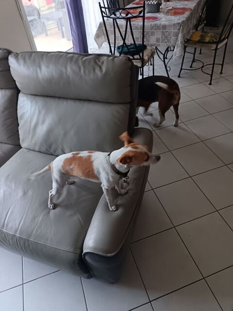 Bonjour je vous propose mes services   en gardant vo 0 91150 �tampes