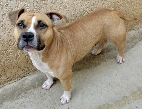 ALLUMETTE, staffie 5 ans 200 34500 B�ziers