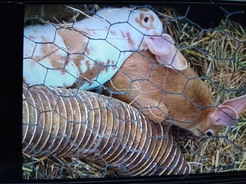 lapin mâle et femelle environ 6a8mois
Mâle 20 à 25 20 49430 Durtal