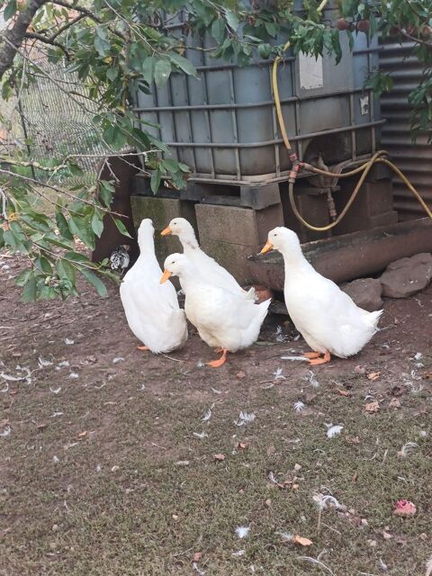 Canards Pékin Allemand 0 67490 Dettwiller