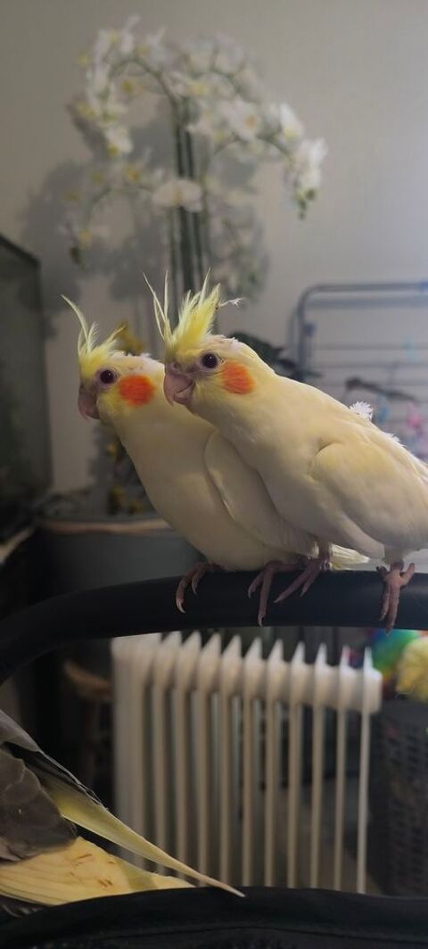 Calopsittes élevé main 120 29860 Bourg-blanc