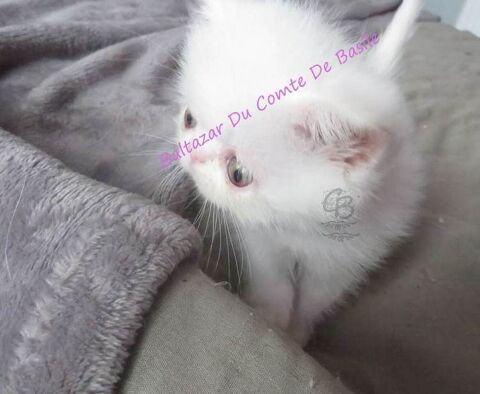 Chatons disponibles 660 10700 Trouans