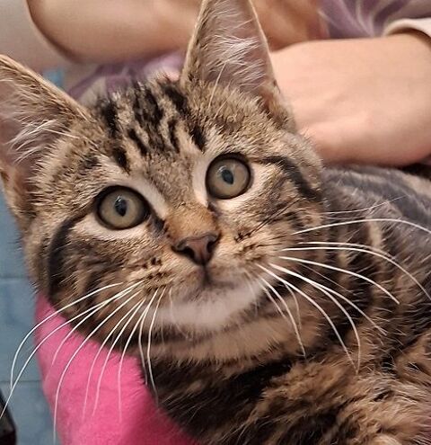 FLOYD CHATON TIGRE 4 MOIS 225 92260 Fontenay-aux-roses