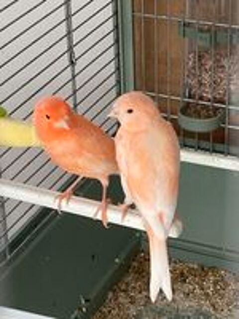   Canaris 