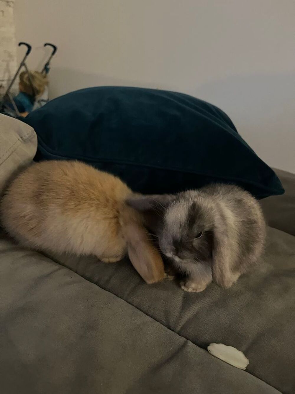   lapin belier pure race 