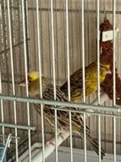  Canaris lizars  