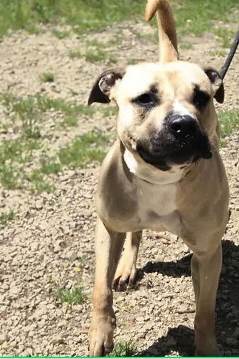 Brenda 230 26700 Pierrelatte