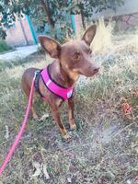   A L'ADOPTION CHACHA 