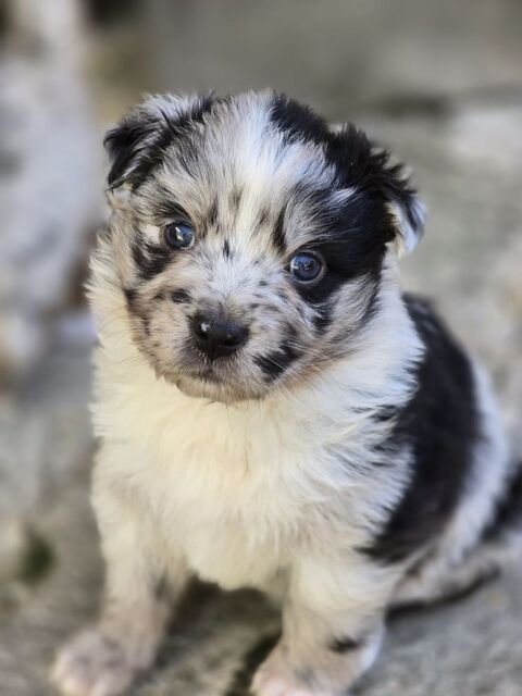 Chiot Berger Australien 900 34570 Saussan