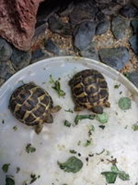   Jeunes testudo  