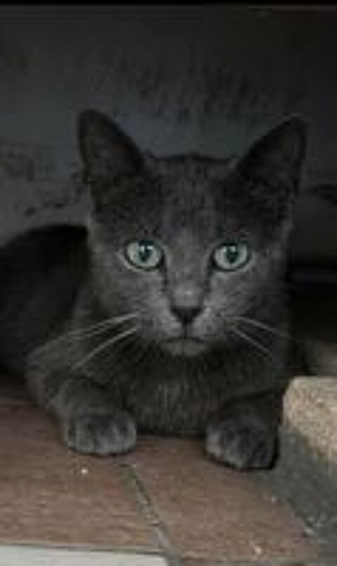   BLUEY – CHATTE ADULTE À ADOPTER – URGENT 