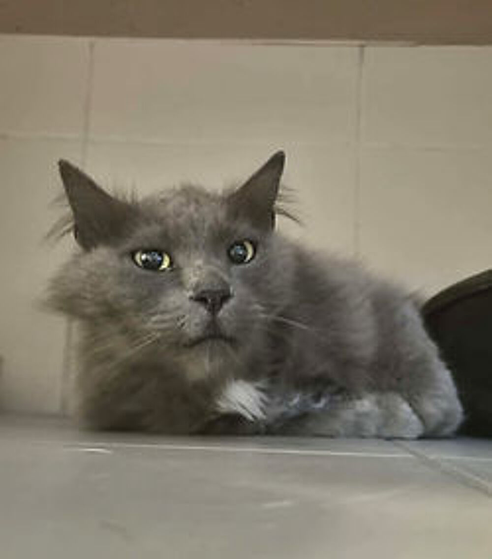   Mousse 