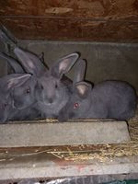   Lapins bleus de vienne  