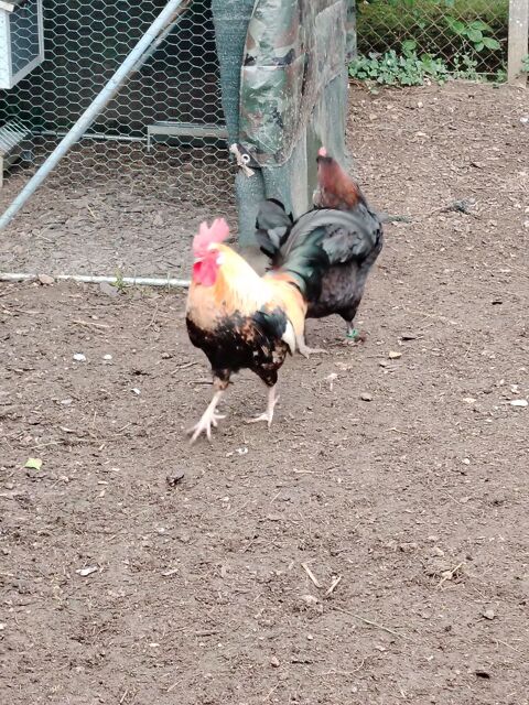 Coq d'un an . 7 24800 Saint-romain-et-saint-cl�ment