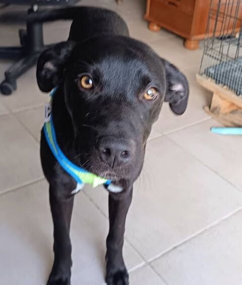 Chien DARKOS &agrave; l adoption 300 07150 Vallon-pont-d'arc