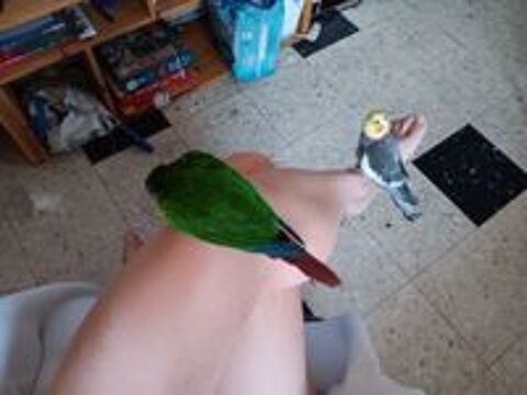   Coup conure... 