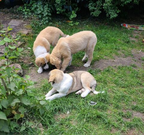 Chiots crois&eacute;s Patou &times; Gampr (Berger Arm&eacute;nien) 0 91180 Saint-germain-l�s-arpajon