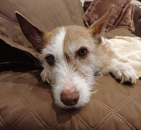 TEA🩷 adorable petite podenca, douce et facile &agrave; vivre 315 24140 Douville