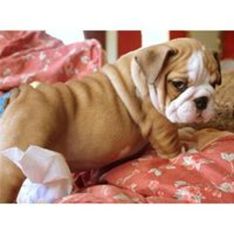   6 superbes chiots bulldog anglais LOF 