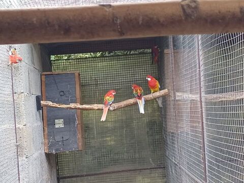 Perruche Omnicolore   ( platycercus eximius) 70 66200 Elne