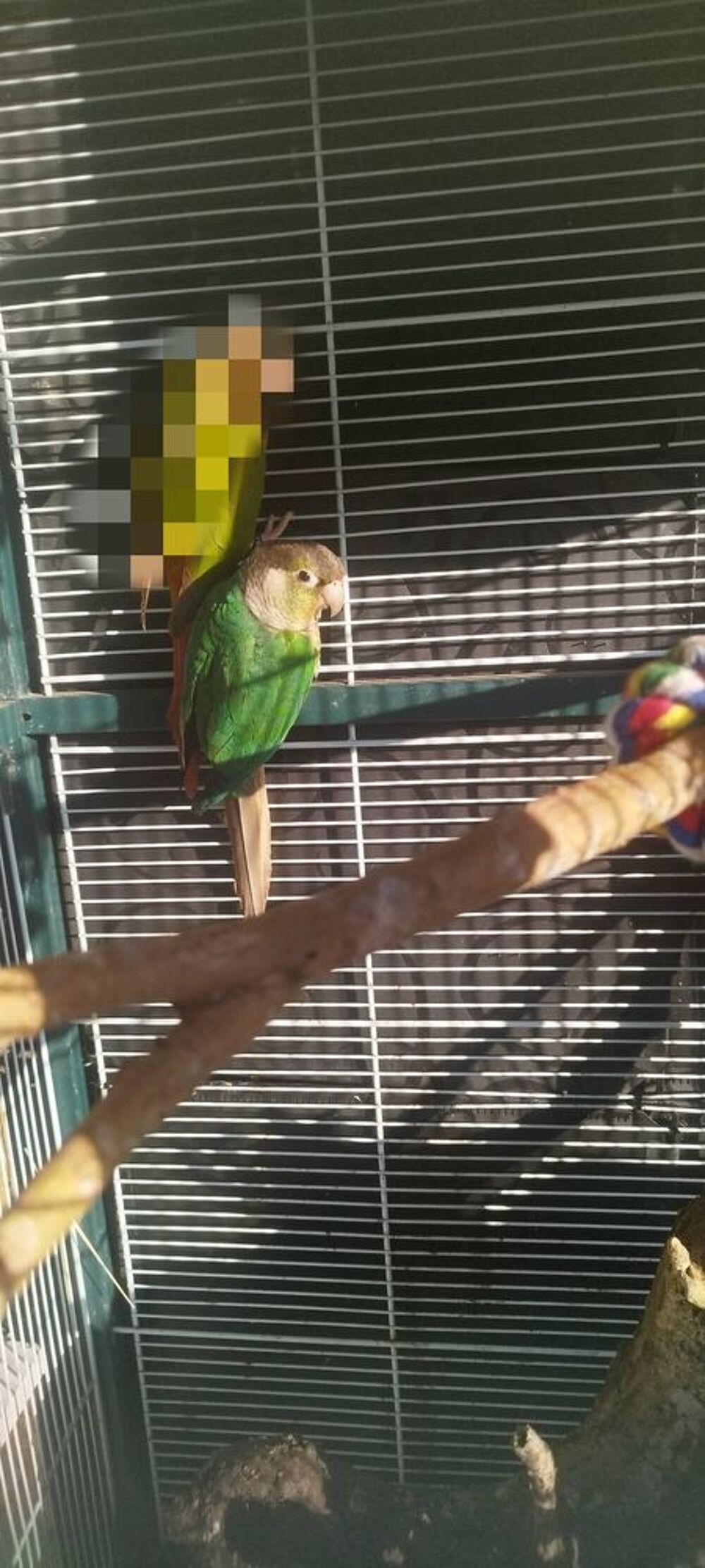   Conure molinae mâle  