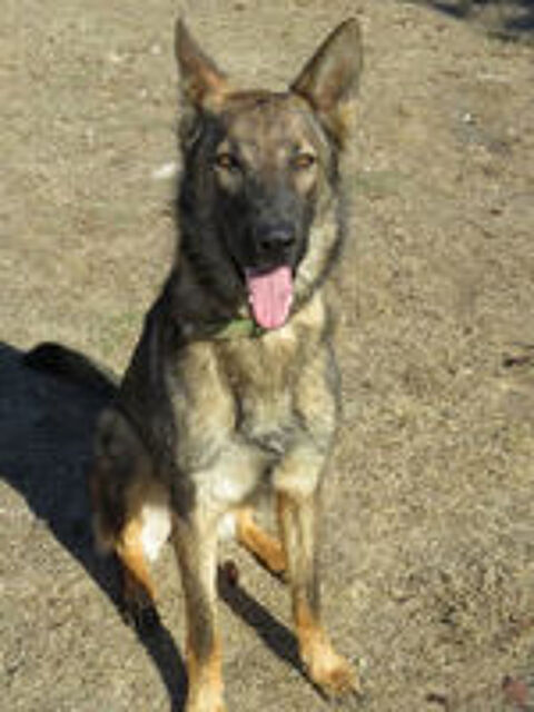   SKOLL : chien mle adulte  adopter 